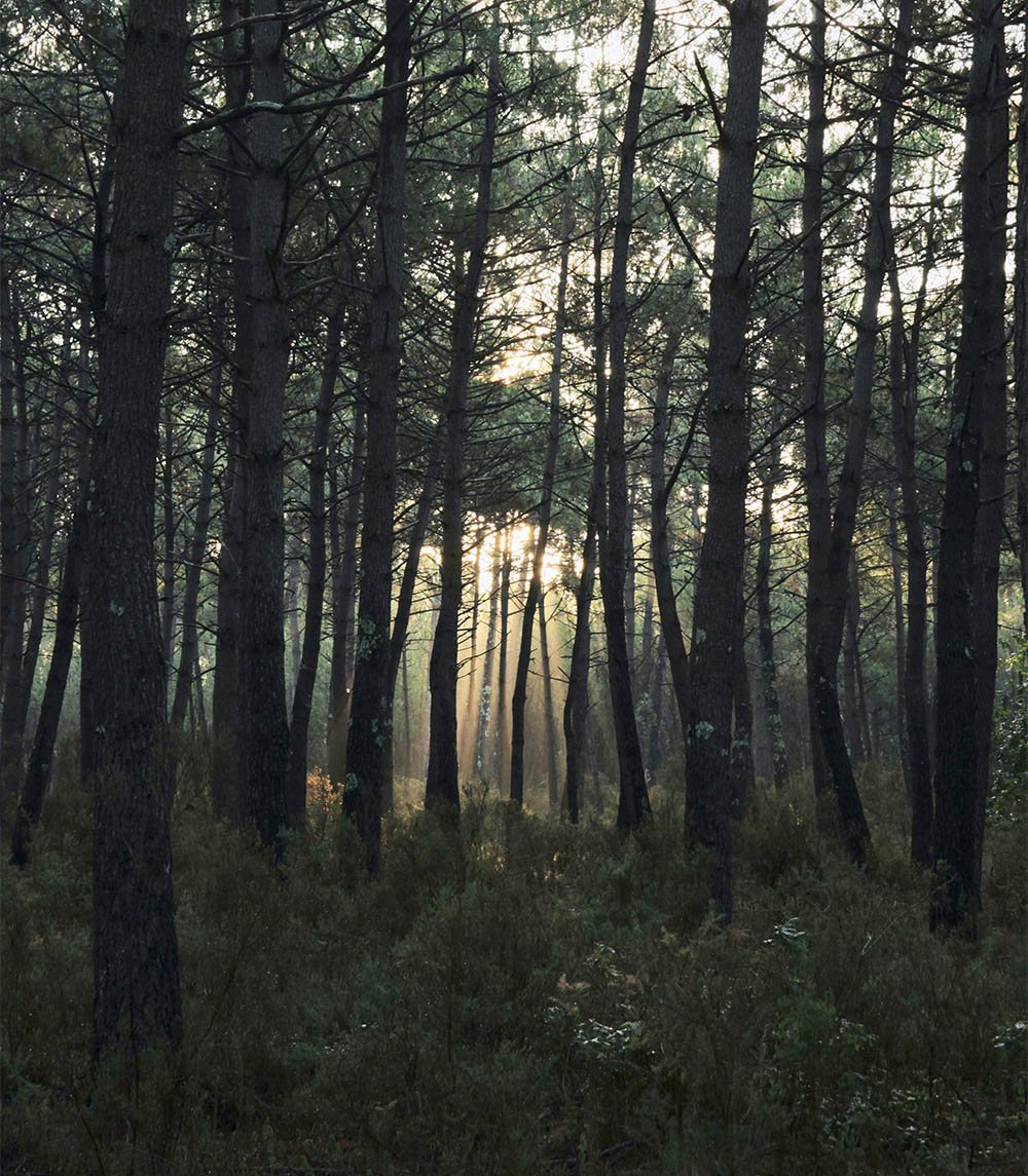 Foret des landes avec des pins et des fougères